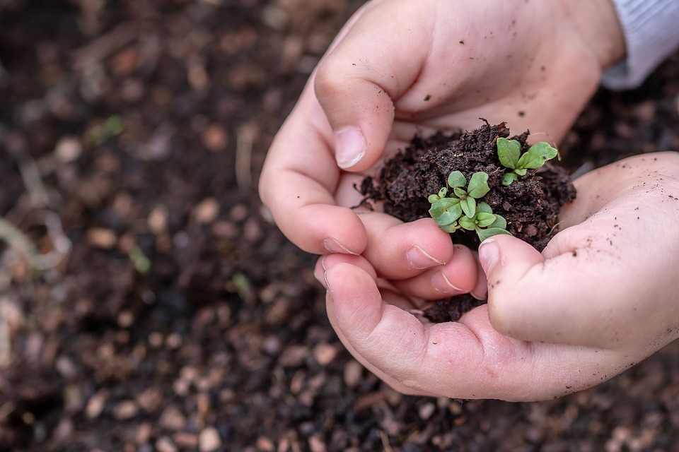 Image of hands holding seedling plant